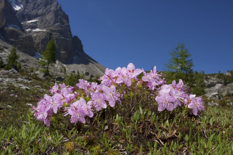 Rhodothamnus chamaecistus / Rodotamno, Rododendro cistino